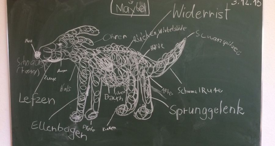 Der Schulhund als Kreidezeichnung an der Tafel. Es ist auch sein krauses Fell dargestellt. Seine Körperteile sind mit Pfeilen und dem entsprechenden Namen gekennzeichnet.