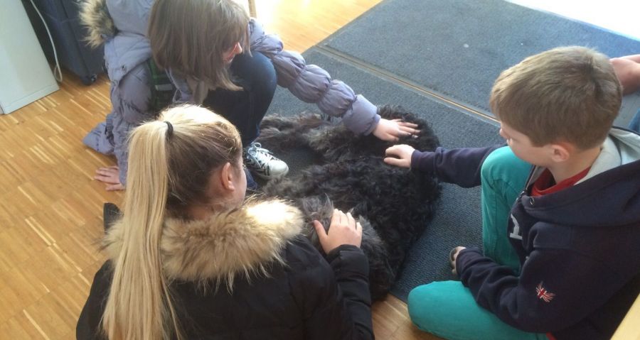 Der schwarze, kraushaarige Schulhund liegt ruhig auf dem Boden und wird von drei Schulkindern gestreichelt.