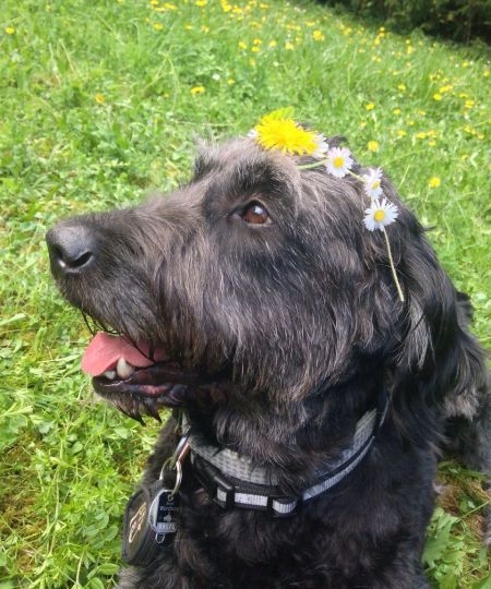 Der schwarze, kraushaarige Schulhund sitzt mit leicht heraushängender Zunge auf einer Wiese. Er kuckt zur Seite und trägt einen kleinen, handegeflochtenen Blumenkranz auf dem Kopf.